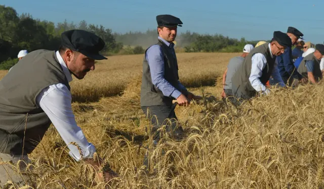 Türkiye’nin en ucuz ekmeği için Kestel’de hasat zamanı