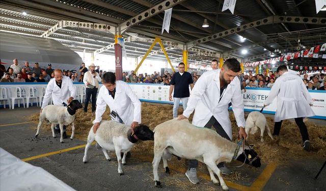 Türkiye’nin En Kapsamlı Küçükbaş Hayvancılık Festivali İçin Geri Sayım Başladı