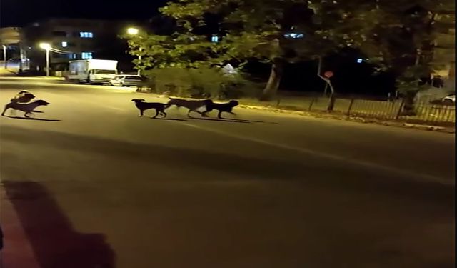 Sahipsiz sokak köpekleri tedirgin ediyor