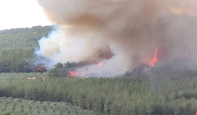 Bursa'da ormanlık alanda yangın