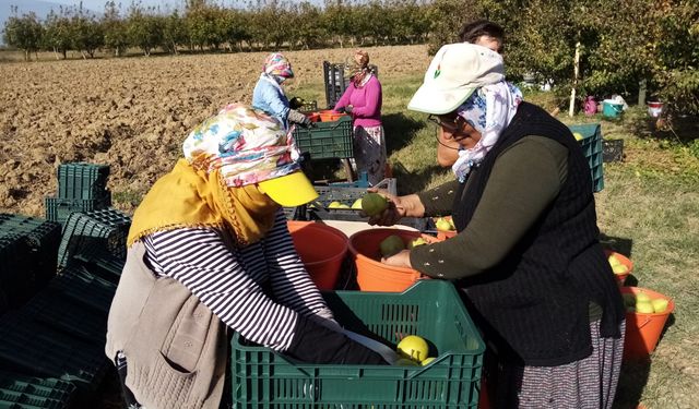 İnegöl'de deveci armud hasadı başladı