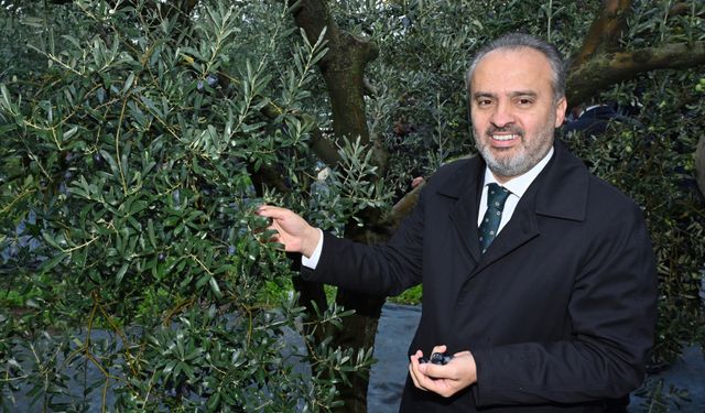 Orhangazi’de de zeytin hasadı başladı