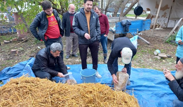 İnegöllü vatandaşlar 'İstiridye Mantarı' yetiştirecek 