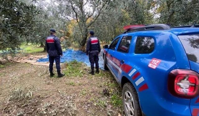 Bursa'da zeytin ve üzüm hırsızları jandarmaya yakalandı!