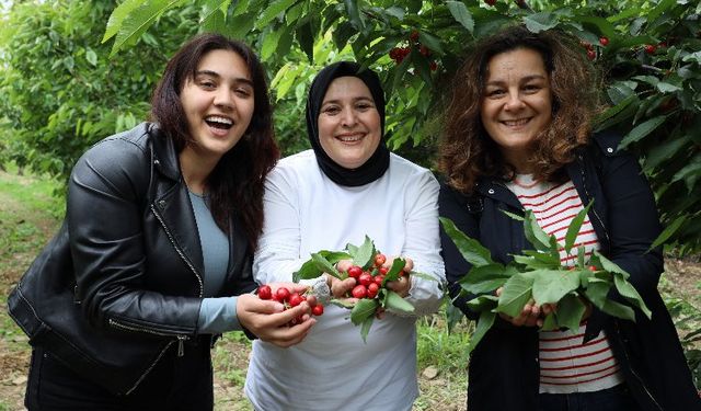 Ege'de kiraz hasadına enerji kattılar