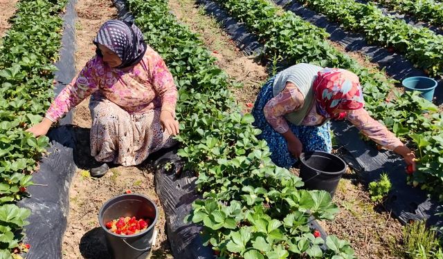 İnegöl'de kırmızı elmas hasadı başladı