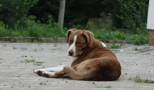 İnegöl'de başı boş köpekler mahalleyi esir aldı