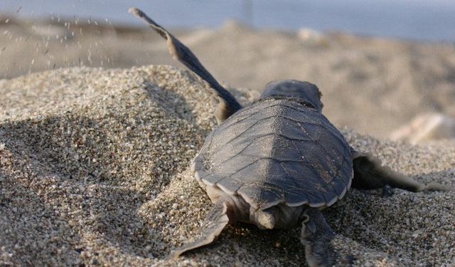 Caretta Caretta’lara hayat oluyorlar