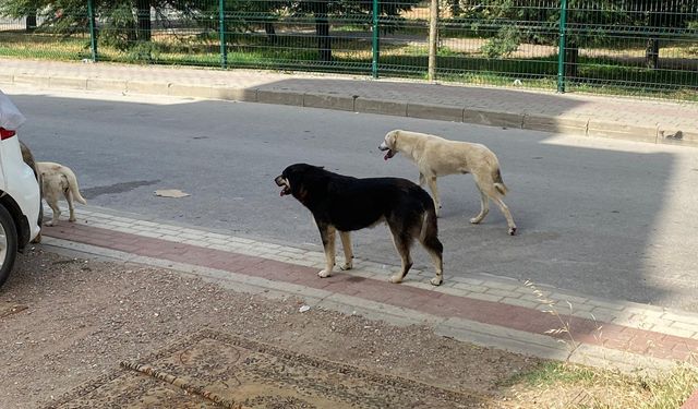 İnegöl'de başı boş köpek sayısında artış