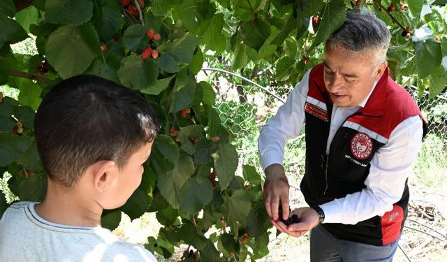 İzmir Tire’de karadut hasadı