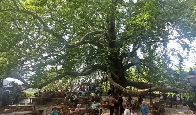 Tarihi İnkaya Çınarı turistler tarafından yoğun ilgi görüyor