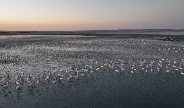 Flamingolara gözümüz gibi baktık... Uğurluyoruz!