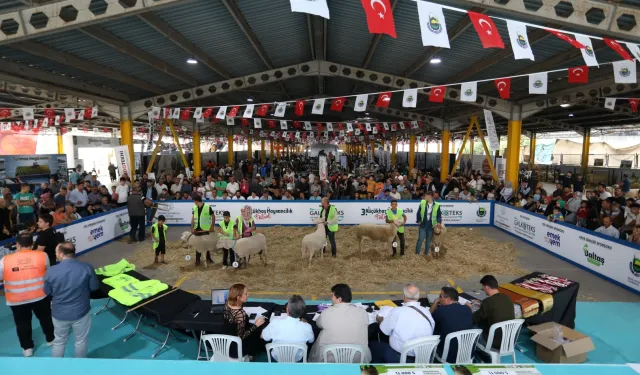 Küçükbaş Hayvancılık Festivali için geri sayım başladı