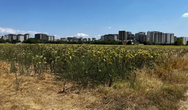 Mısır ve ayçiçeği, Akçalar’da tarımın gözbebeği oldu