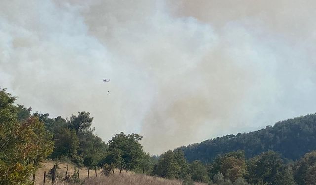 Bursa iznik'de ormanlık alanda yangın çıktı