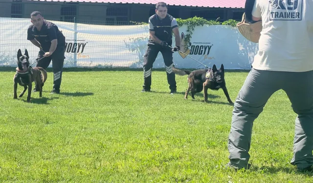 Hangi köpek ırklarından patlayıcı madde uzmanı çıkıyor?