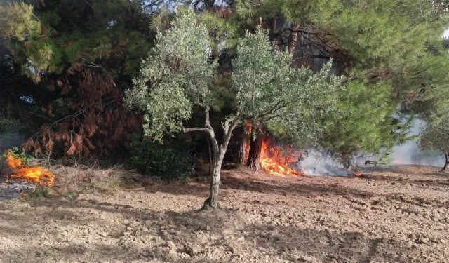 Mudanya Çağrışan'da tarım arazisinde çıkan yangın korkuttu