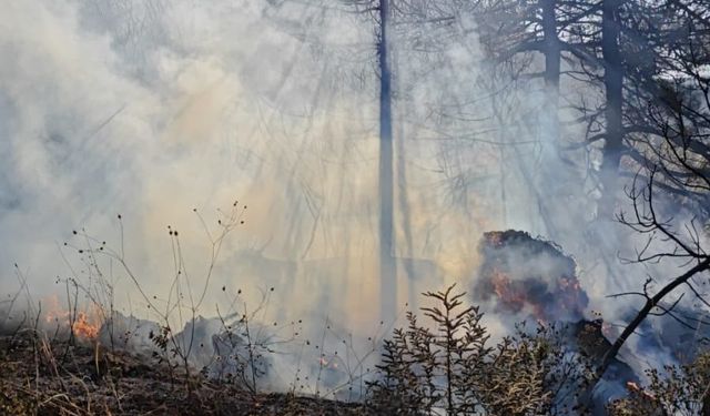 Bursa Yenişehir’de çıkan yangın kontrol altına alındı