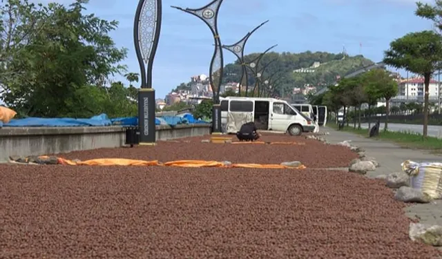 Fındık Giresun'da mekanları değiştirip dönüştürüyor