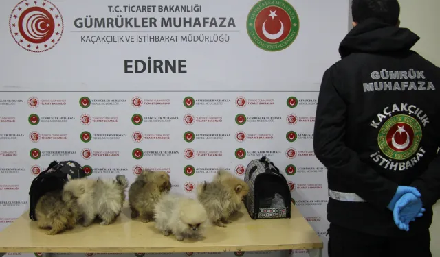 Kapıkule’de bagajdan kaçak köpekler çıktı!