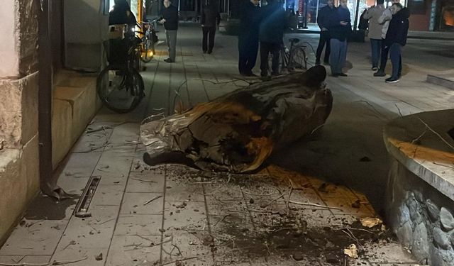 İnegöl’de Tarihi Çınar Devrildi!