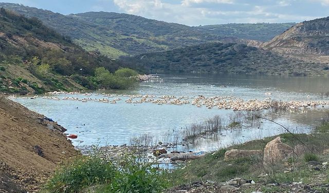 Pelikan sürüsü İnegöl Boğazköy Barajı'nda mola verdi