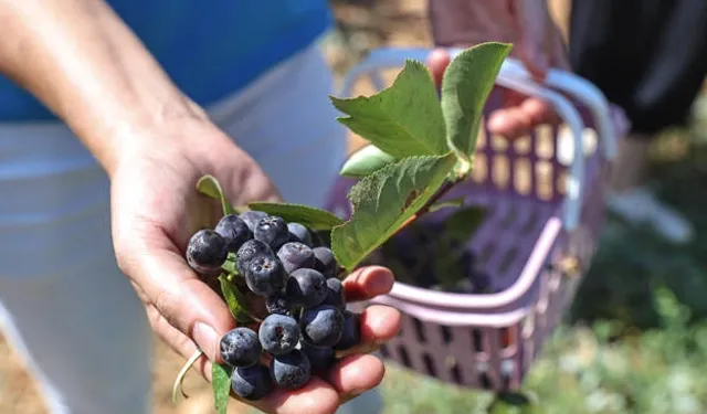 Antalya’da yerelden kalkınma! Beğiş’te üretici kazandı