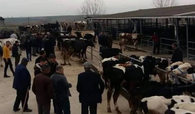Edirne Keşan'da canlı hayvan pazarı kapatıldı