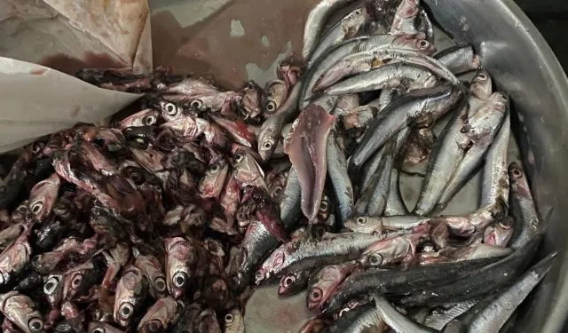 Akçakoca'da balık alan vatandaş poşetten çıkanlara şaşırdı!