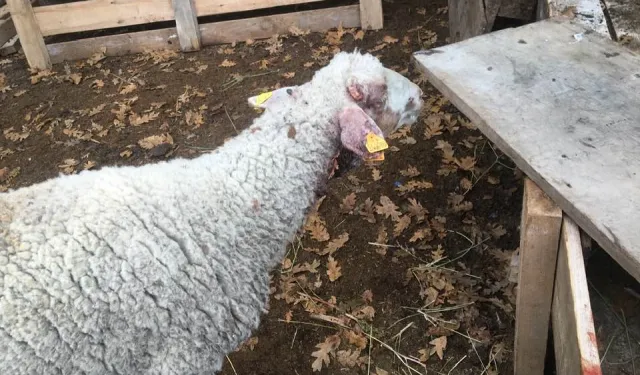 Bilecik Pazaryeri'nde çiftçiyi üzen olay!