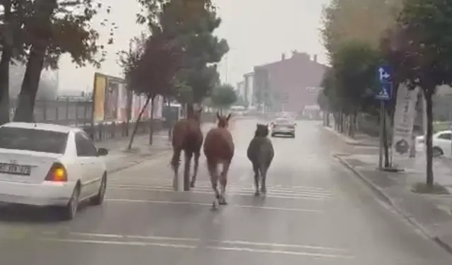 Düzce'de başıboş atlar trafiği birbirine kattı!