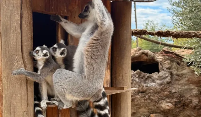 İzmir'de davranış zenginleştirme atölyesi
