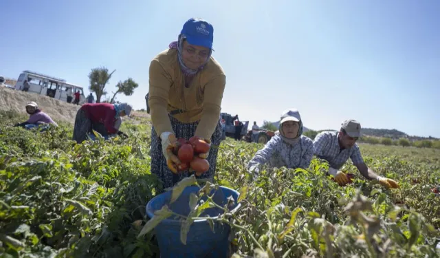 Mersin'de yüzde 70 hibeli domates fidesi desteği