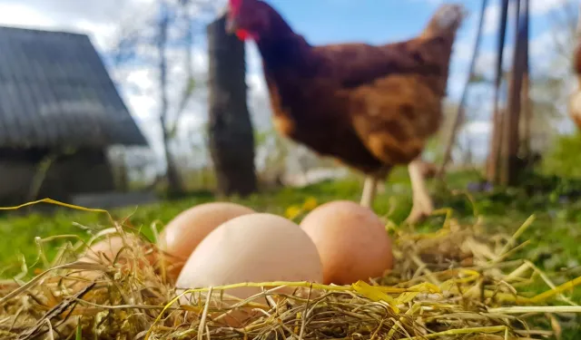 Tavuk eti üretimi arttı, yumurta üretimi azaldı!