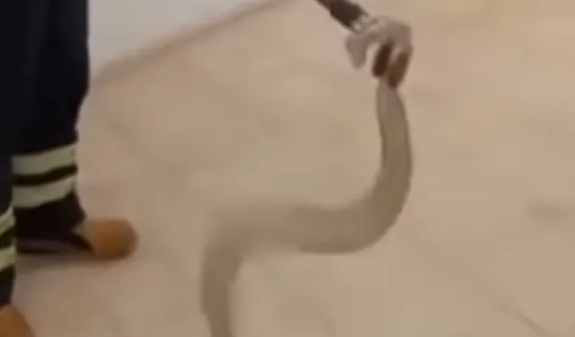 Adıyaman'da cami lavabosunda zehirli yılan paniği