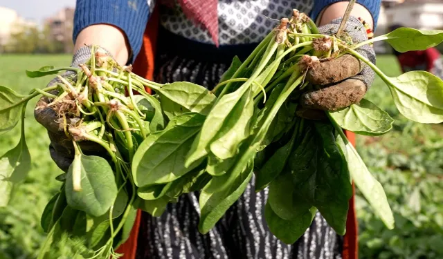 Bursa Osmangazi'de doğal tarım hamlesi! İlaçsız ıspanak hasadı yapıldı