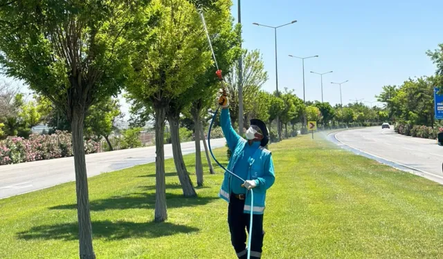 Gaziantep'te yoğun ilaçlama seferberliği