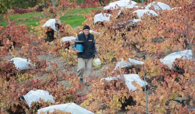 Kavacık'ın coğrafi işaretli üzümüne büyük ilgi