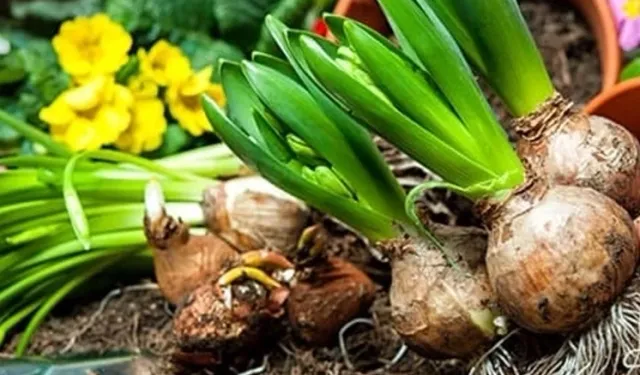İşte 2026 yılı doğal çiçek soğanlarının ihracat listesi