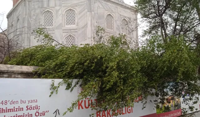 Ayasofya Camii'nde minare alem düştü! Bahçedeki ağaç kontrol altında