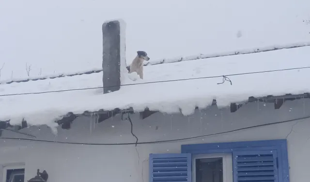 Bilecik Pazaryeri'nde kar altında kurtarma operasyonu