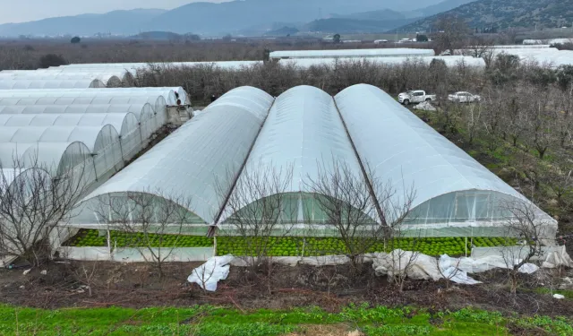Bursa'da lodoszede seralara Büyükşehir desteği