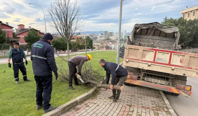 Bursa'da şiddetli lodosun devirdiği ağaçlara Osmangazi'den anında müdahale
