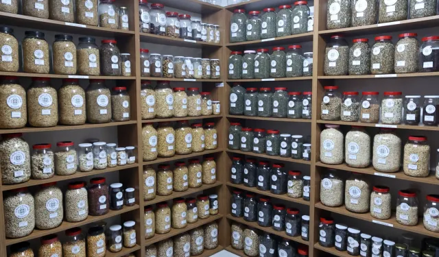 Muğla Büyükşehir'den 81 ile 22 milyon yerel tohum