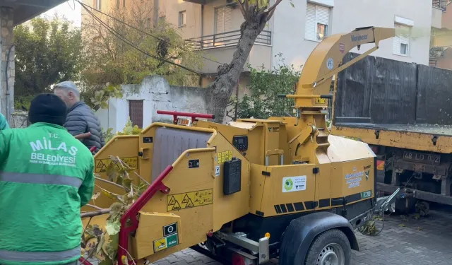 Muğla Milas'ta dal öğütme makinesi hizmette