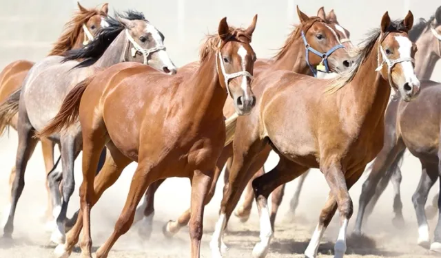 '100 milyon TL'lik tay kayıp' denilmişti... TİGEM'den açıklama geldi!