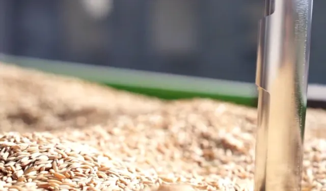 TMO'da çeltik alımları sürüyor