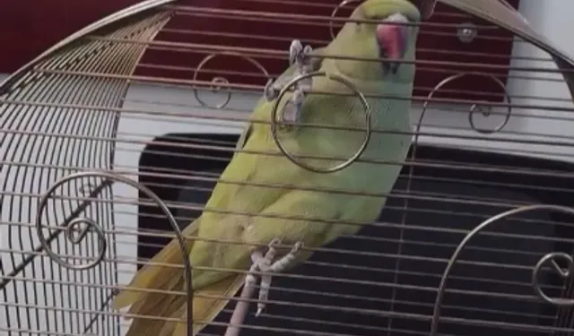 Bursa'da kaçak hayvan ticareti denetim