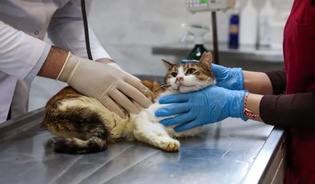 Bursa'da yaralı kediye Büyükşehir şefkati