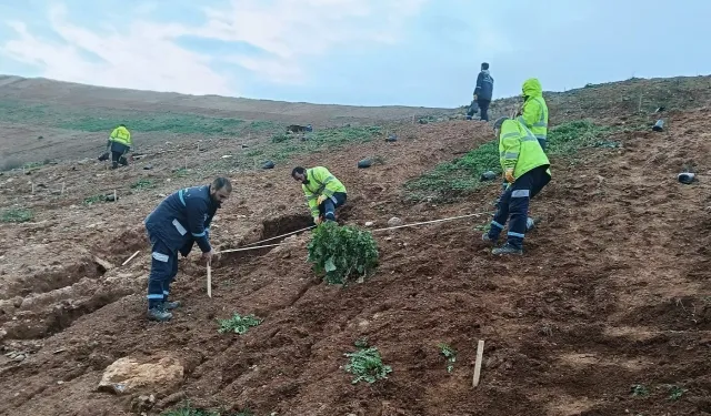 Kocaeli Gebze'de Büyükşehir'le yeşile dokunuş